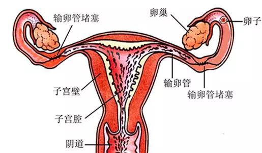 通草的功效与作用能通输卵管堵塞,迅速响应问题解决_HD82.912